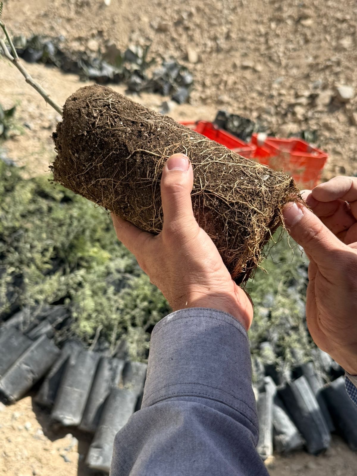 Aplicación de hidrosiembra en talud