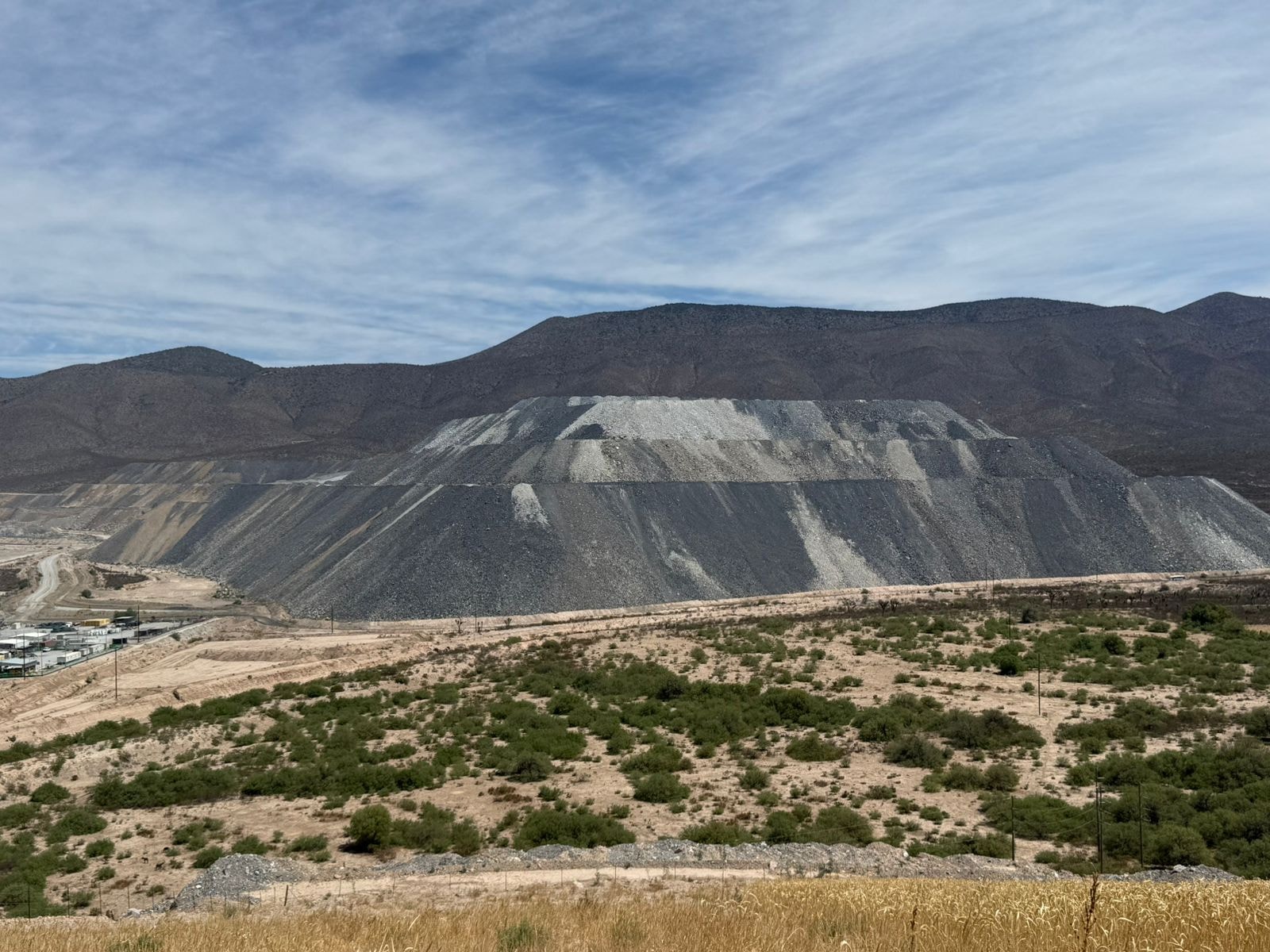 Producción de planta nativa en vivero